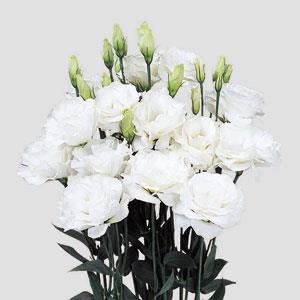 Lisianthus, Mariachi Pure White Cut Flower - Milaegers