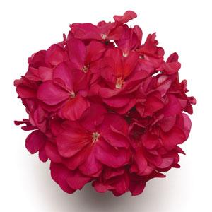 zonal geranium fantasia raspberry twizzle