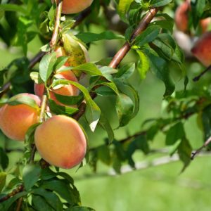 Nursery 2022- Small Fruits & Fruit Trees