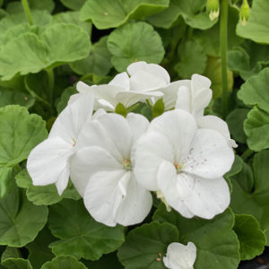 geranium pinto premium white