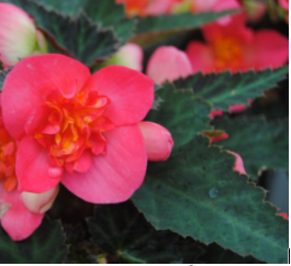 Begonia - I'Conia First Kiss - Milaegers