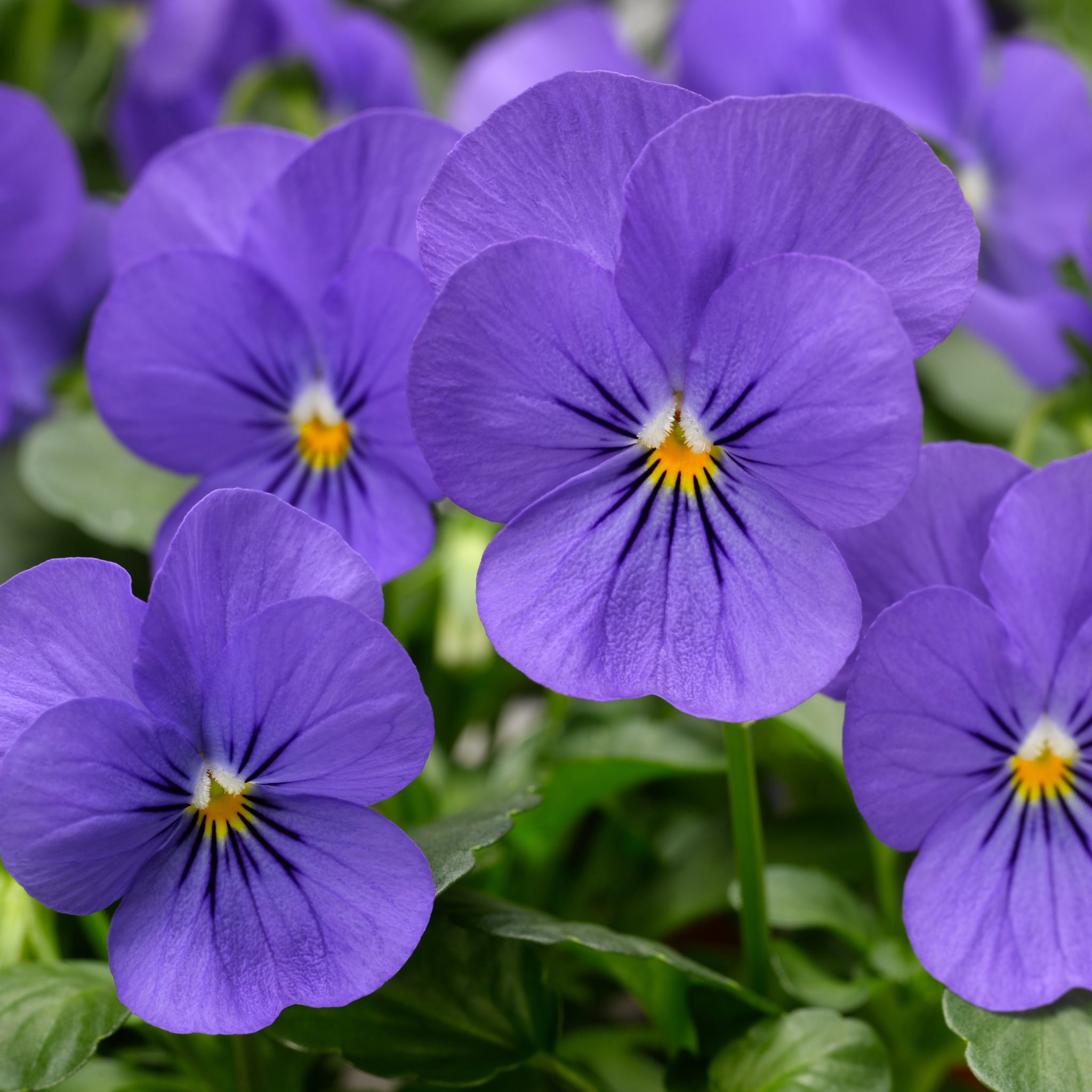Pansy (Viola) - Penny Blue - Milaegers